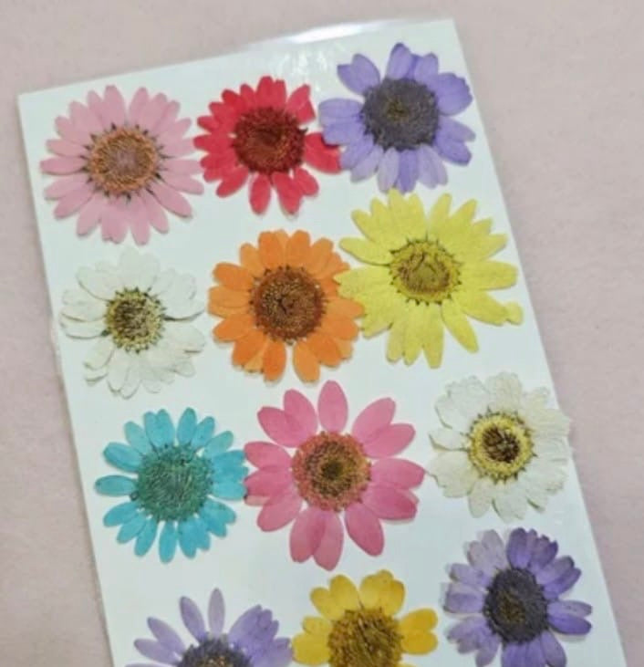 12 in 1 Multi color pressed flower